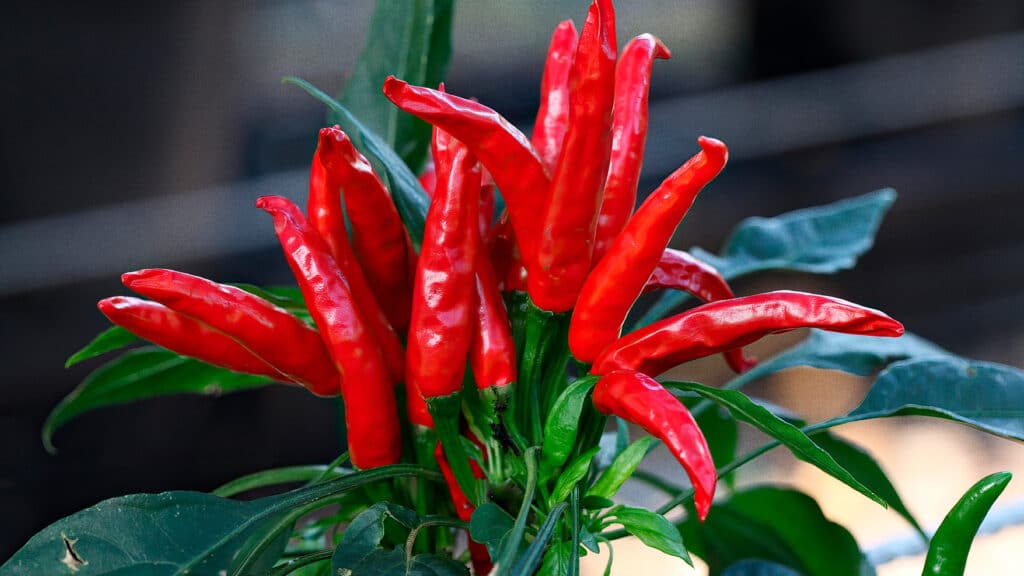 chile thai cultivar