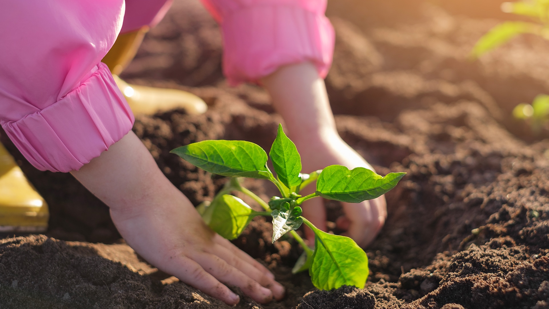 proteger plantas pimiento